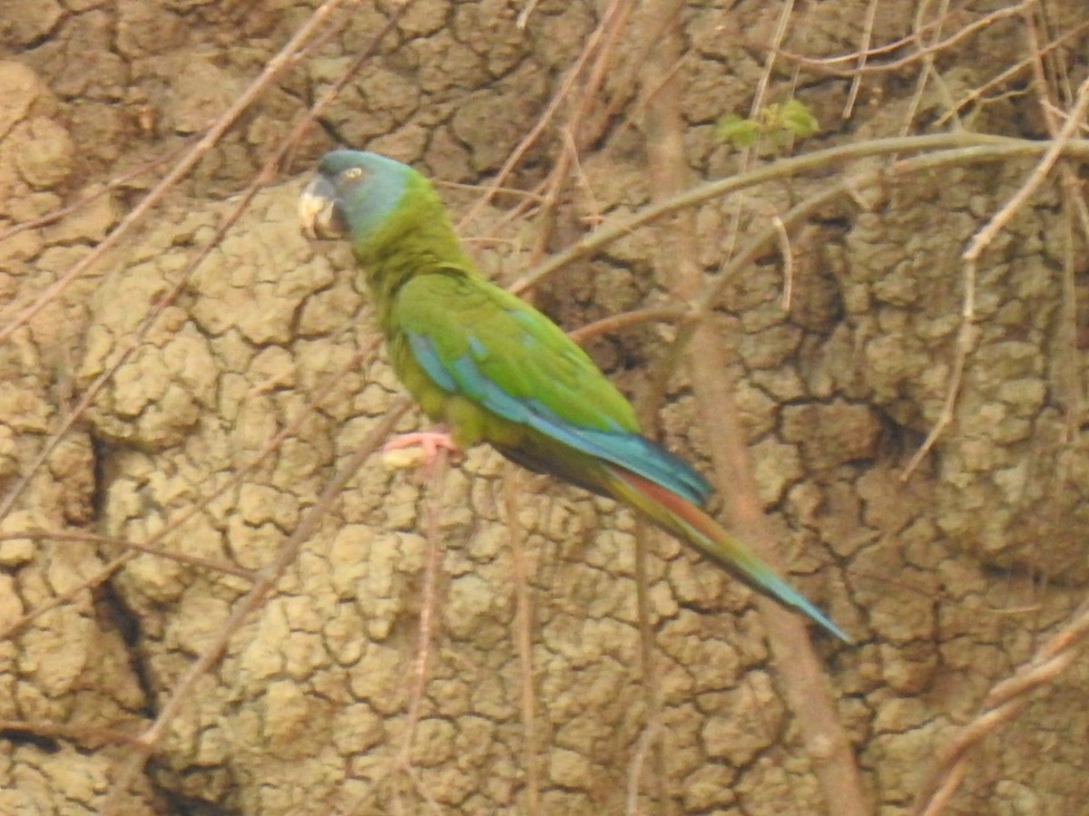 Blue-headed Macaw - ML623860763