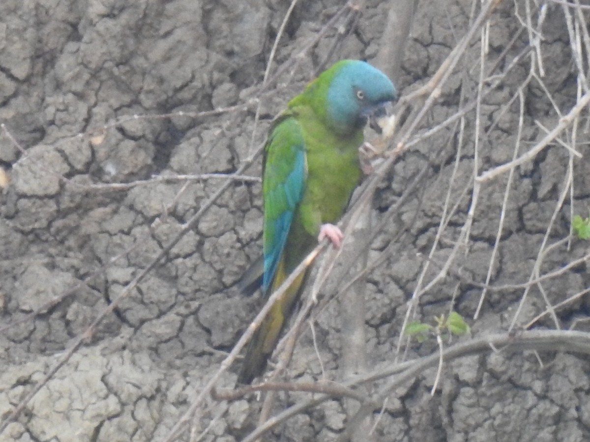 Blue-headed Macaw - ML623860764