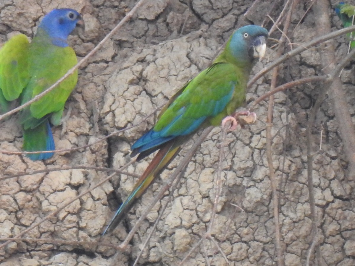 Blue-headed Macaw - ML623860765