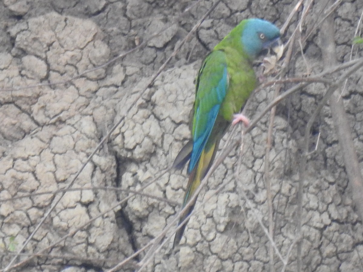 Blue-headed Macaw - ML623860766