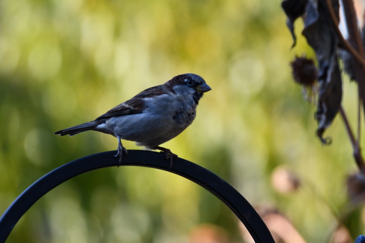 House Sparrow - Carmen Ricer