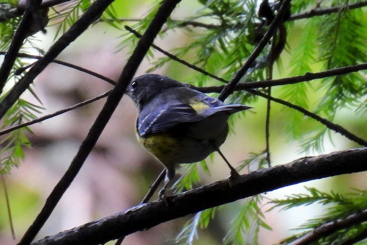 Magnolia Warbler - ML623860834