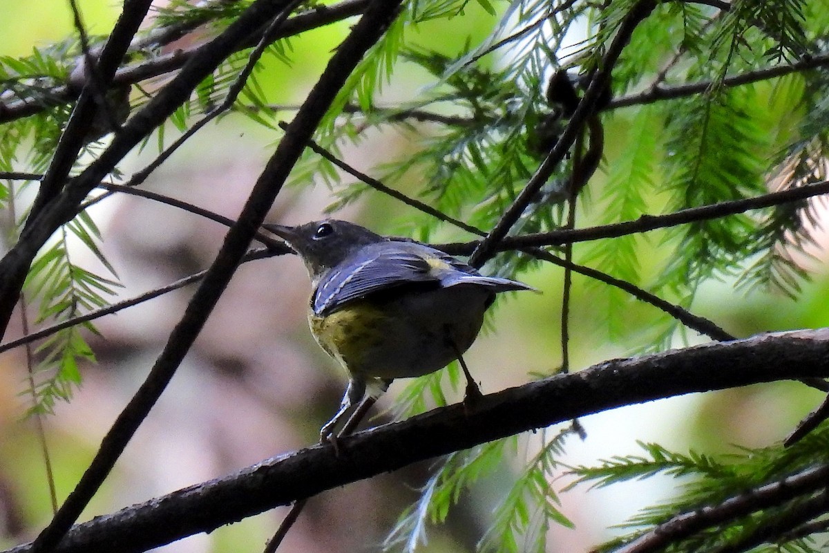 Magnolia Warbler - ML623860835