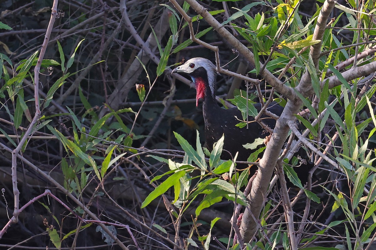 Red-throated Piping-Guan - Michael O'Brien