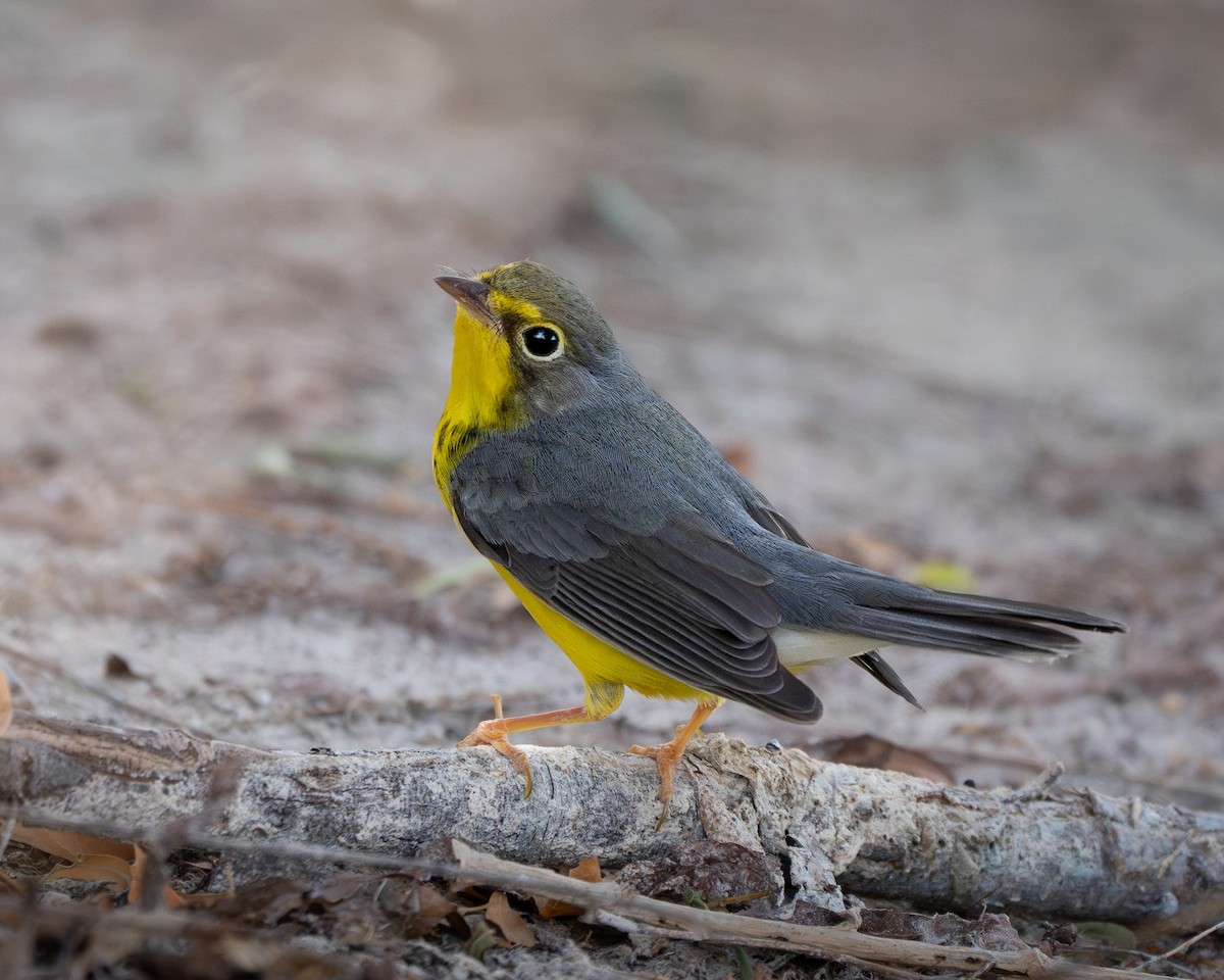 Canada Warbler - ML623860839