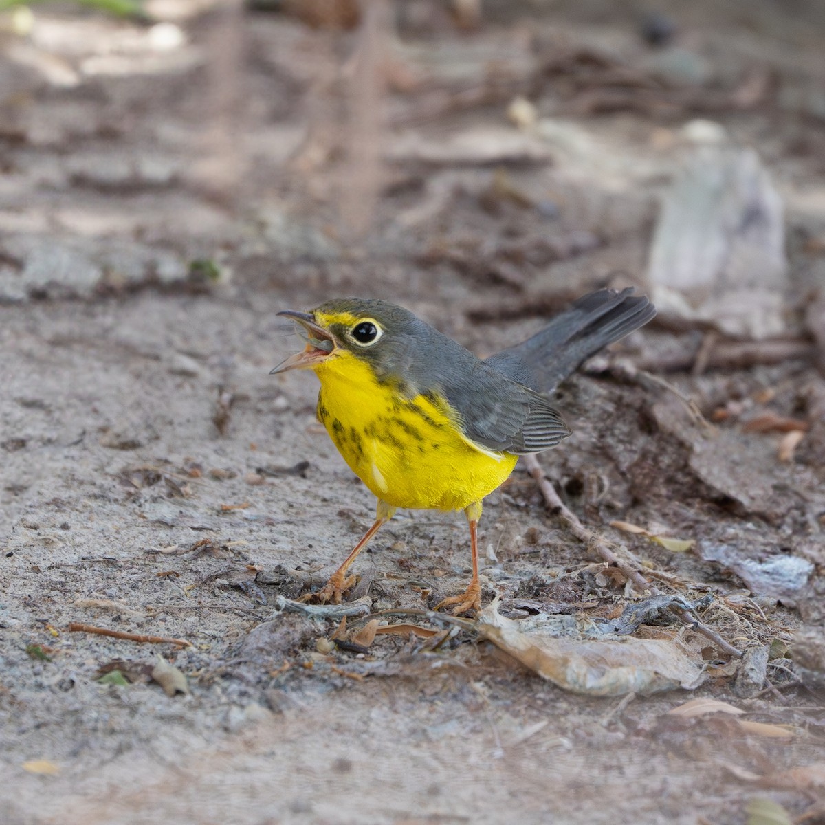 Canada Warbler - David Anderson