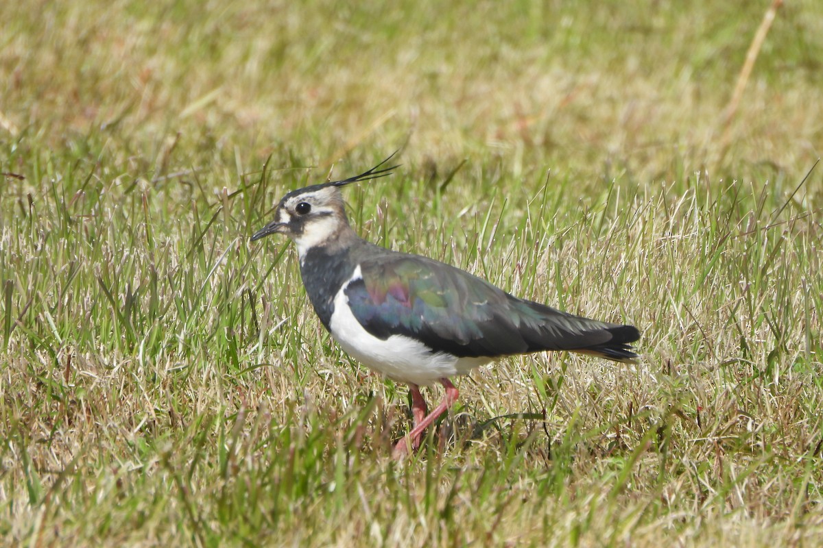 Northern Lapwing - ML623860842