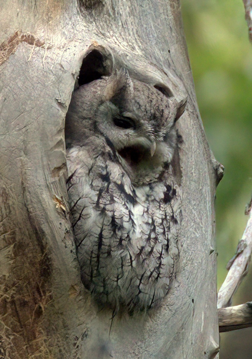 Eastern Screech-Owl - ML623860847