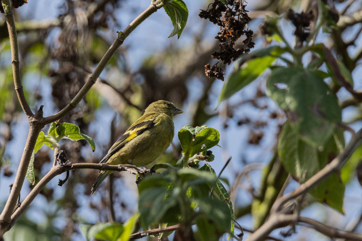 Andean Siskin - ML623860851