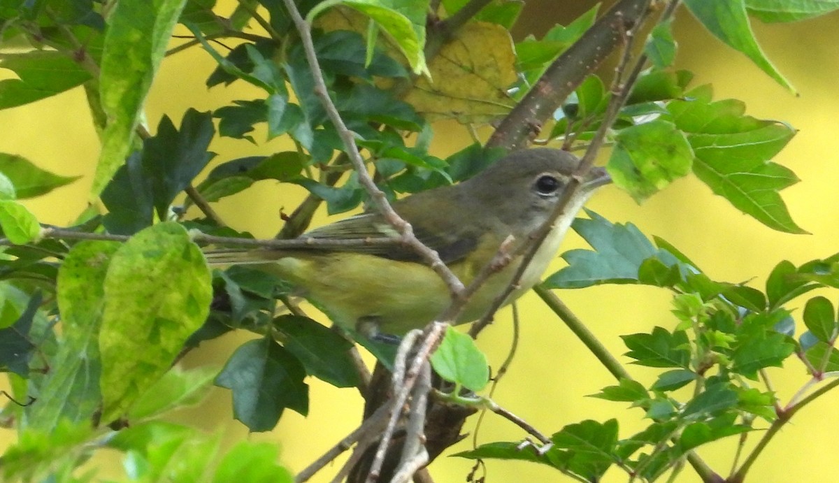 krattvireo (bellii/medius) - ML623860866