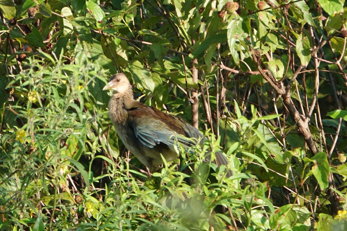 Pollo sultano della Martinica - ML623860890