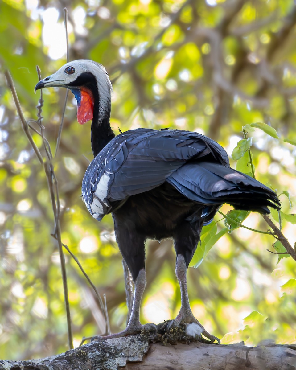 Red-throated Piping-Guan - ML623860952