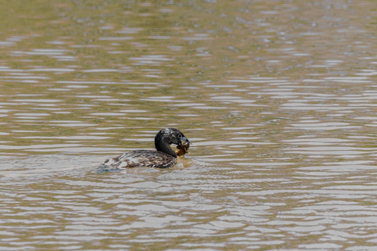 Pied-billed Grebe - ML623860969