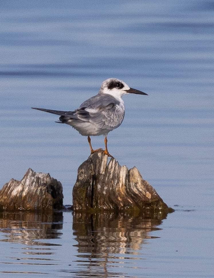 Sterne de Forster - ML623860970