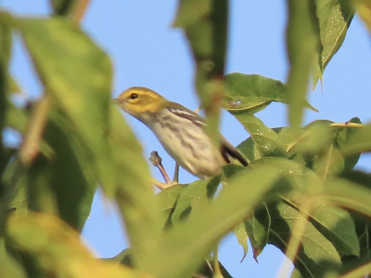 Black-throated Green Warbler - ML623860992