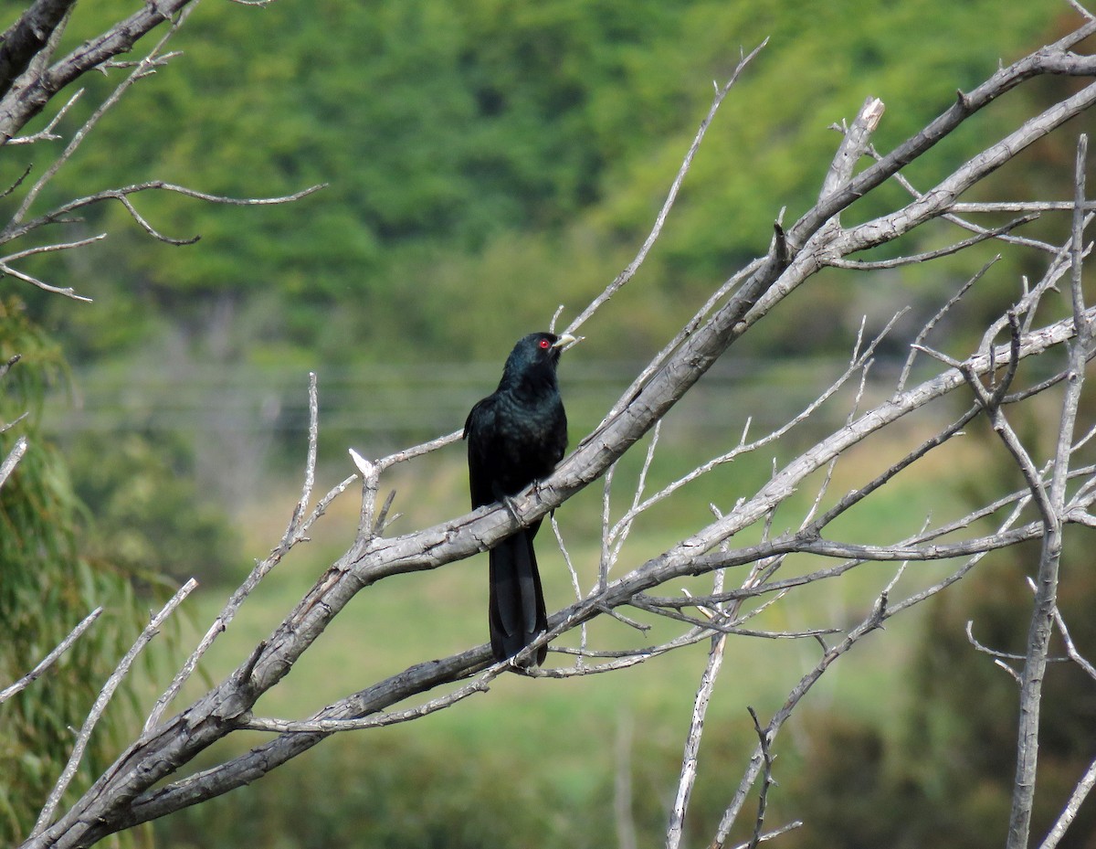 Pacific Koel - ML623860993