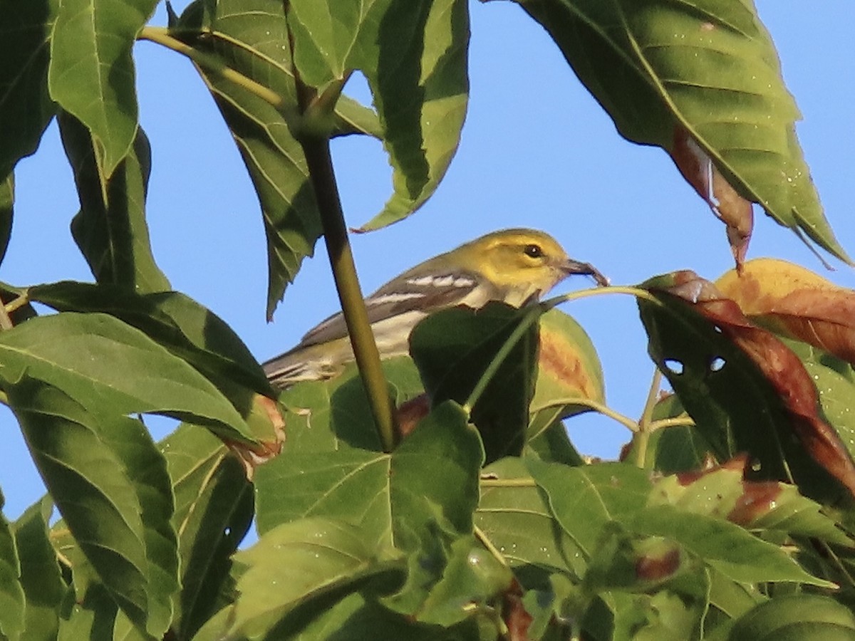 Black-throated Green Warbler - ML623860997