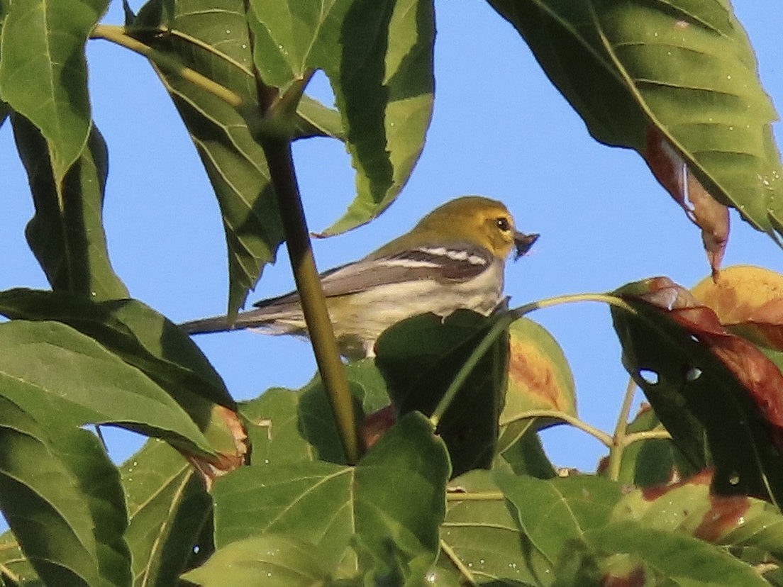 Black-throated Green Warbler - Tim Carney