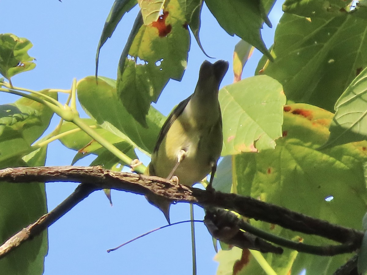 Tennessee Warbler - ML623861006