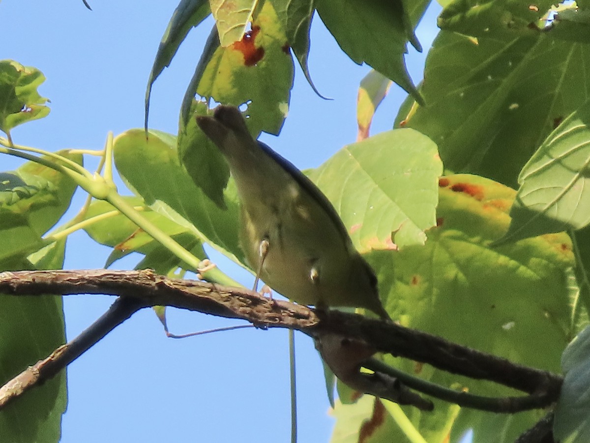 Tennessee Warbler - ML623861007