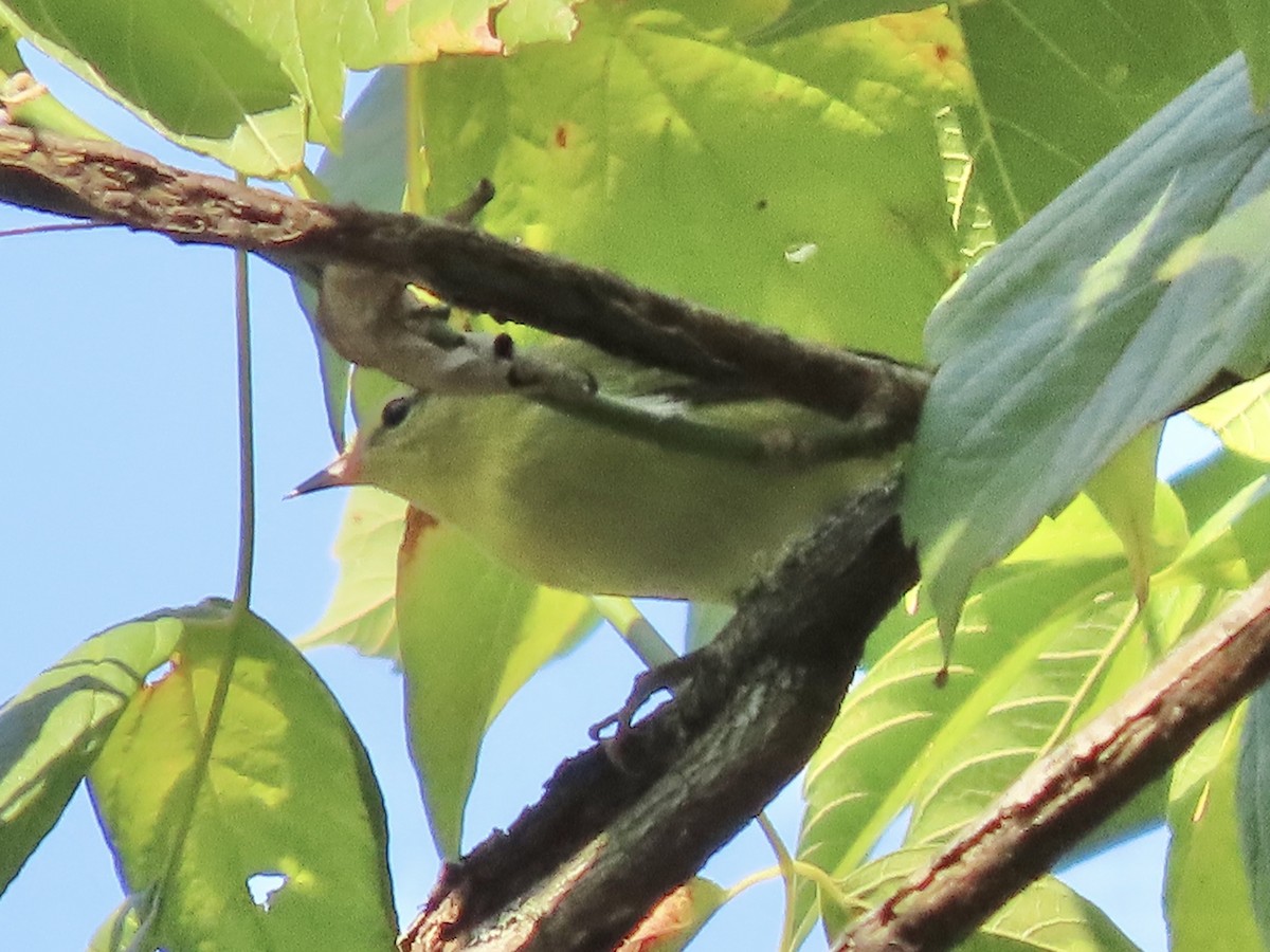 Tennessee Warbler - ML623861010