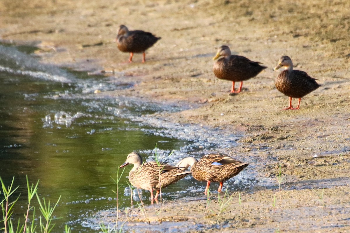 Mottled Duck - Kelly Krechmer