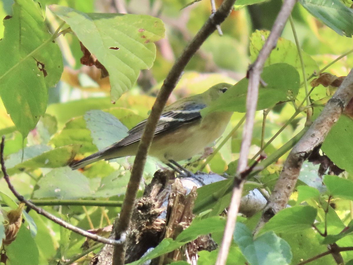 Bay-breasted Warbler - ML623861017