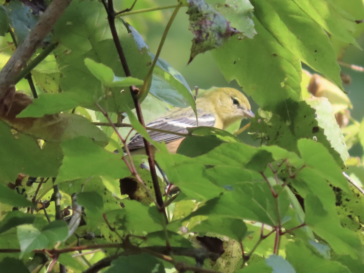 Bay-breasted Warbler - Tim Carney