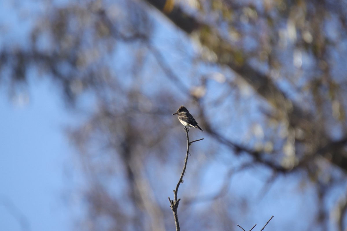 tanımsız Empidonax sp. - ML623861057