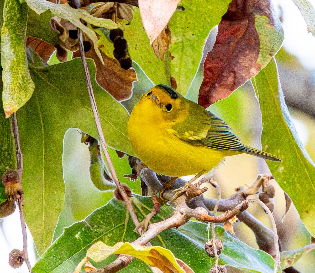 Wilson's Warbler - ML623861064