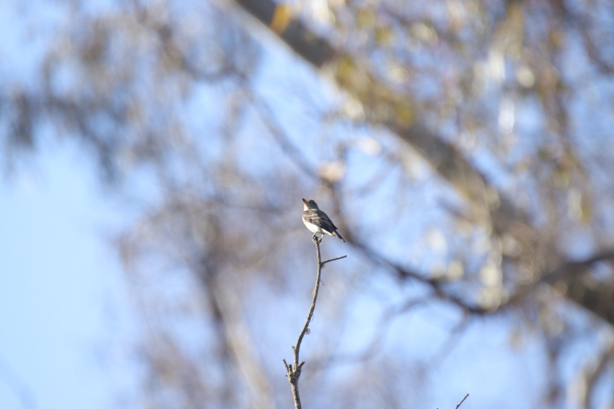 Empidonax sp. - Toby Fowler