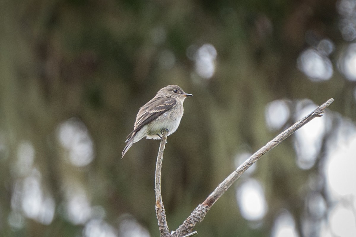 Western Wood-Pewee - ML623861073