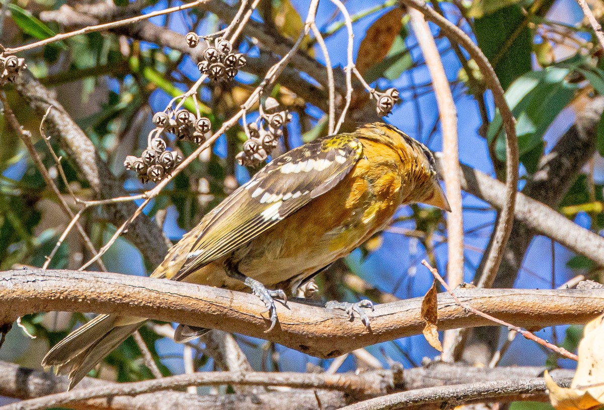 Black-headed Grosbeak - ML623861079