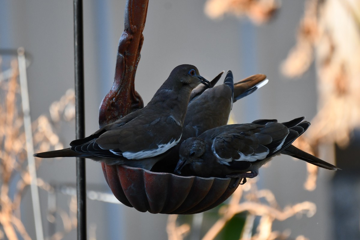 White-winged Dove - ML623861117