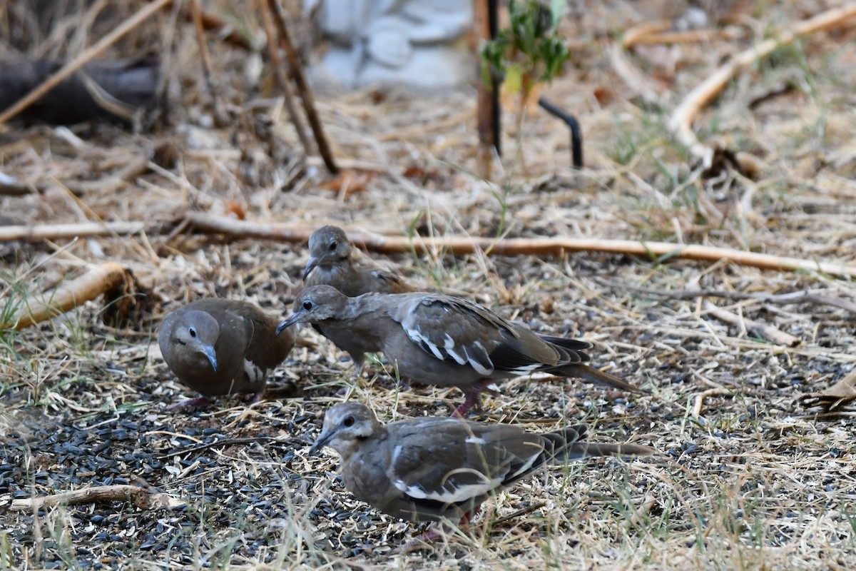 White-winged Dove - ML623861118