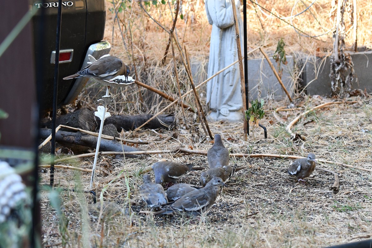 White-winged Dove - ML623861122