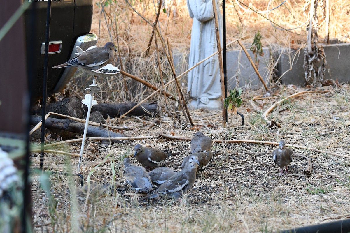 White-winged Dove - ML623861123