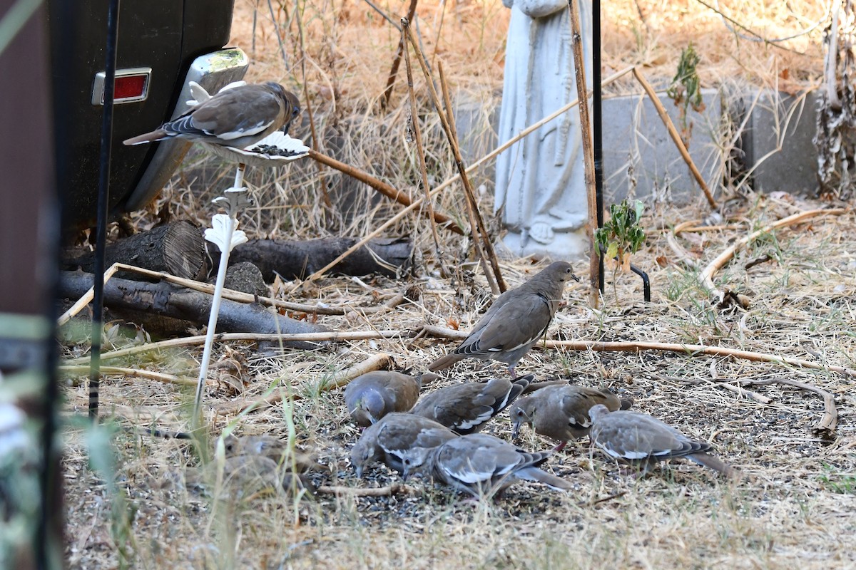 White-winged Dove - ML623861124