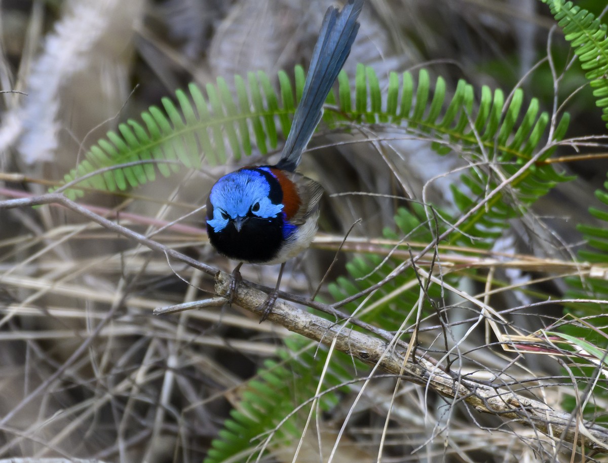 Variegated Fairywren - ML623861149