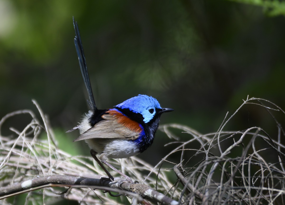 Variegated Fairywren - ML623861153