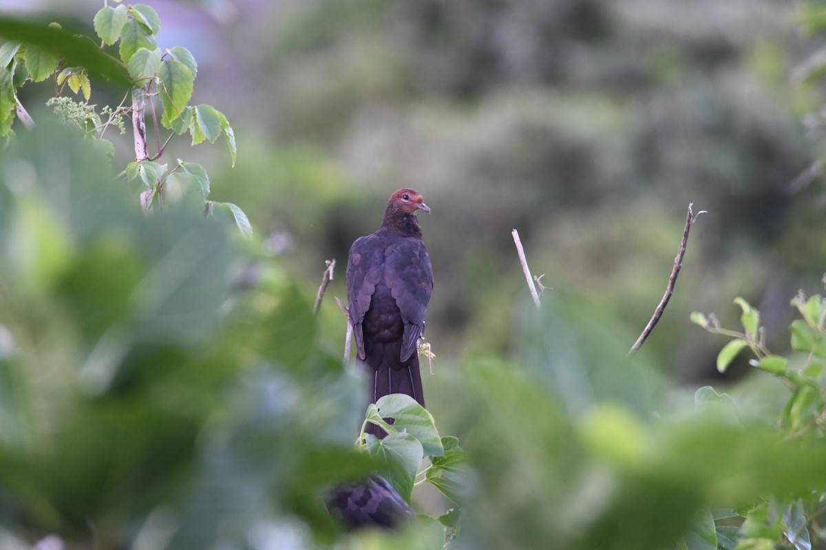 Philippine Cuckoo-Dove - ML623861218