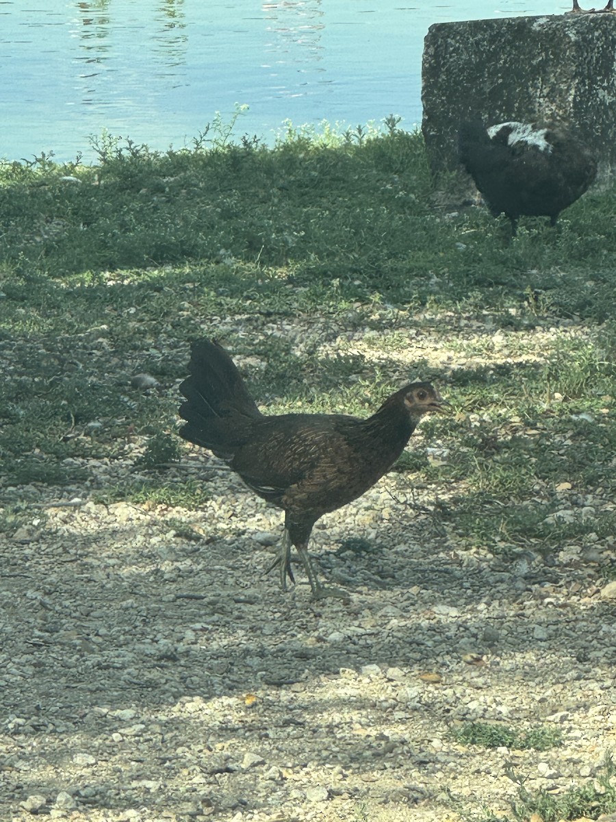 Red Junglefowl (Domestic type) - ML623861244