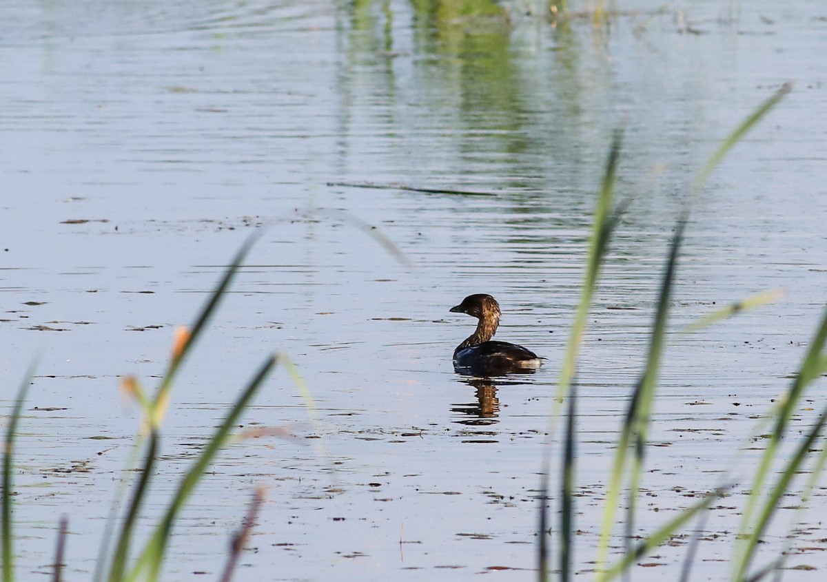 Pied-billed Grebe - ML623861270