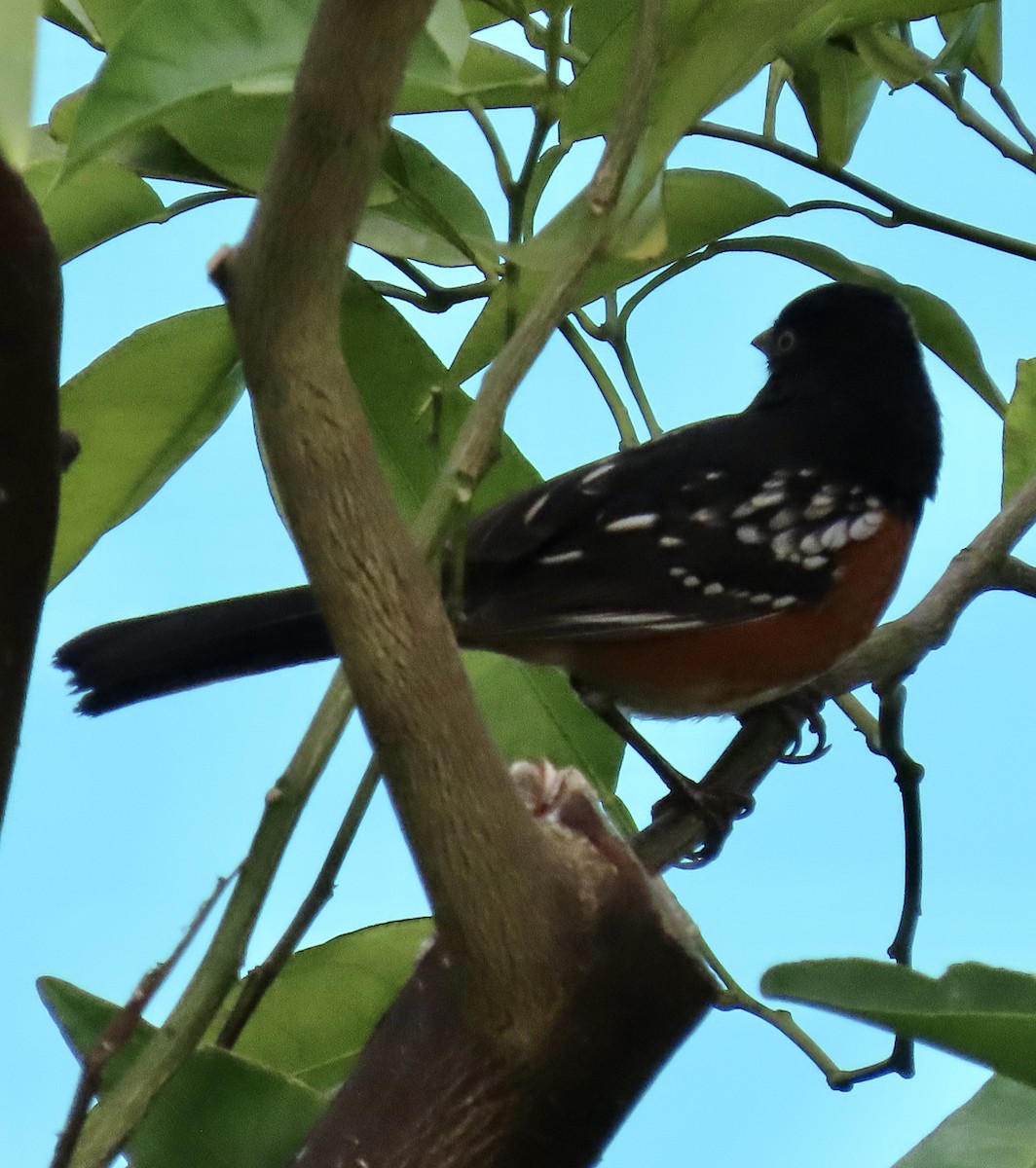 Spotted Towhee - George Chrisman