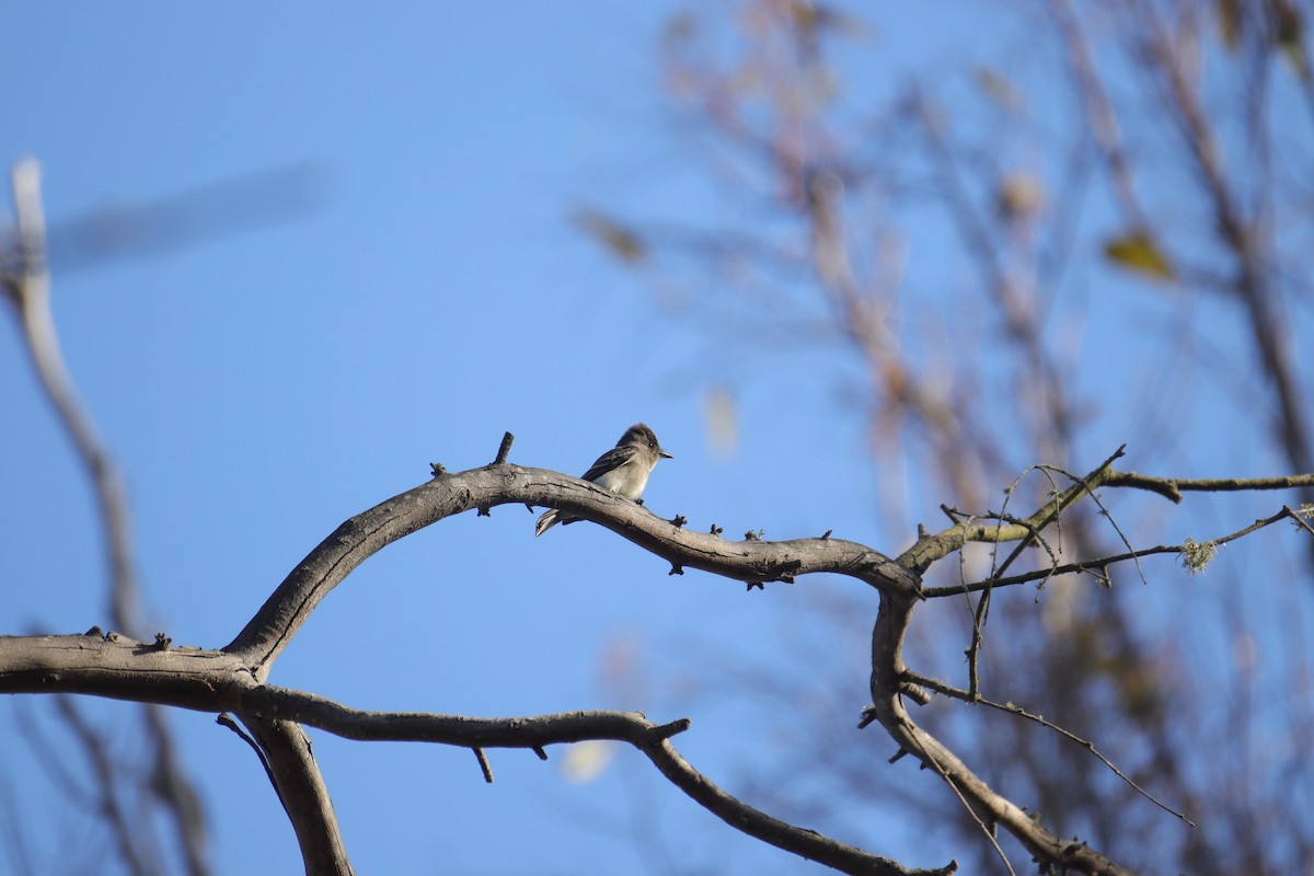 tanımsız Empidonax sp. - ML623861304