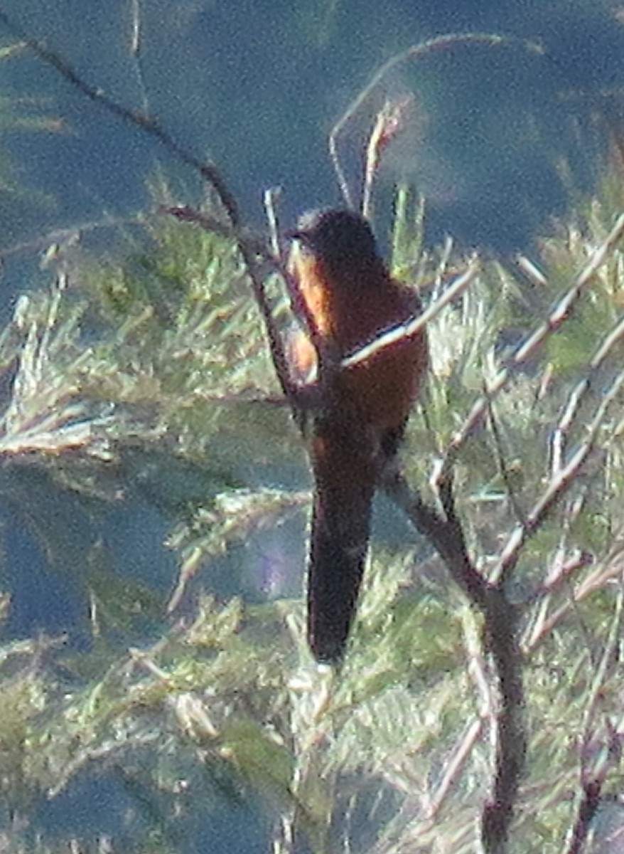 Chestnut-breasted Cuckoo - ML623861312