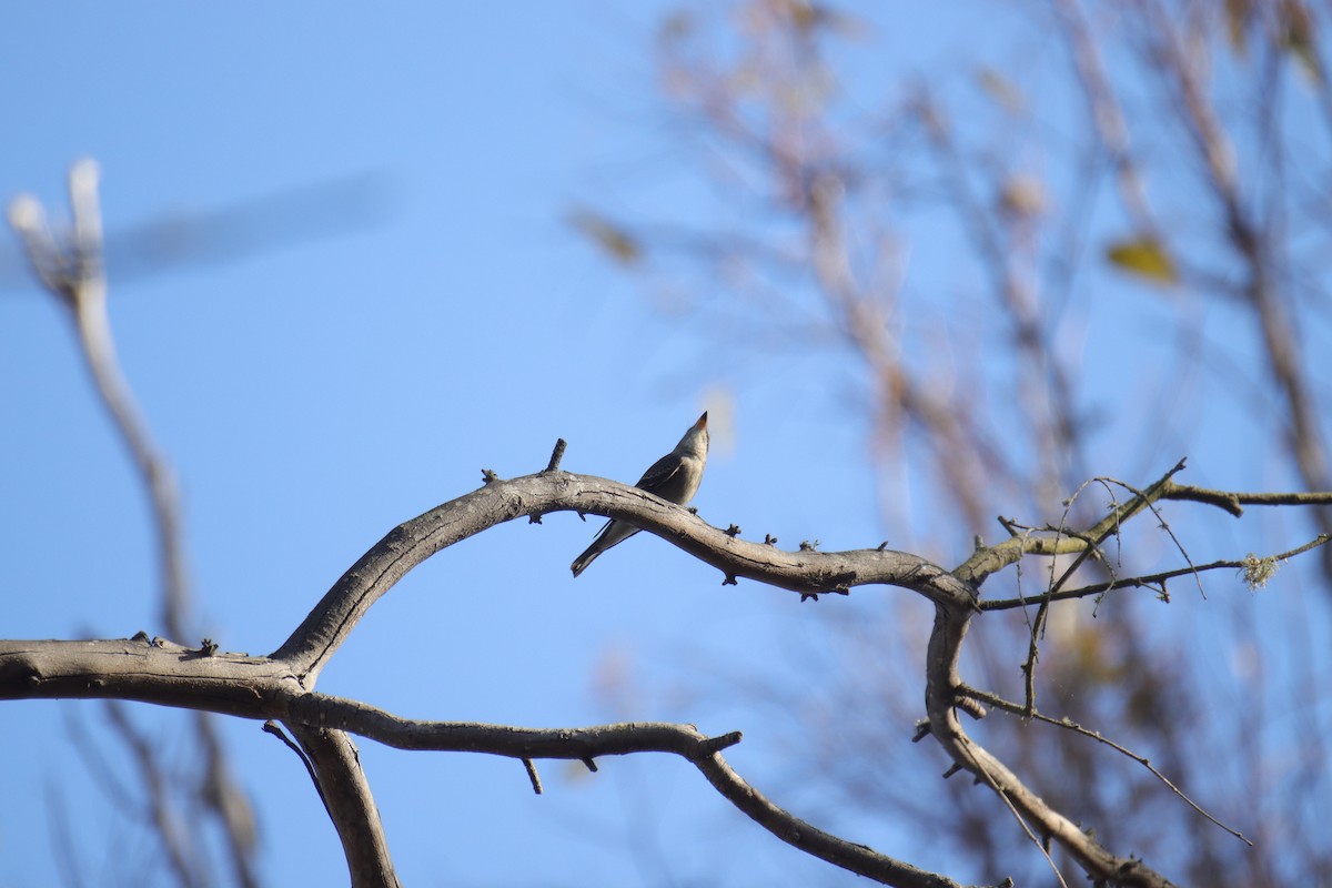 tanımsız Empidonax sp. - ML623861324