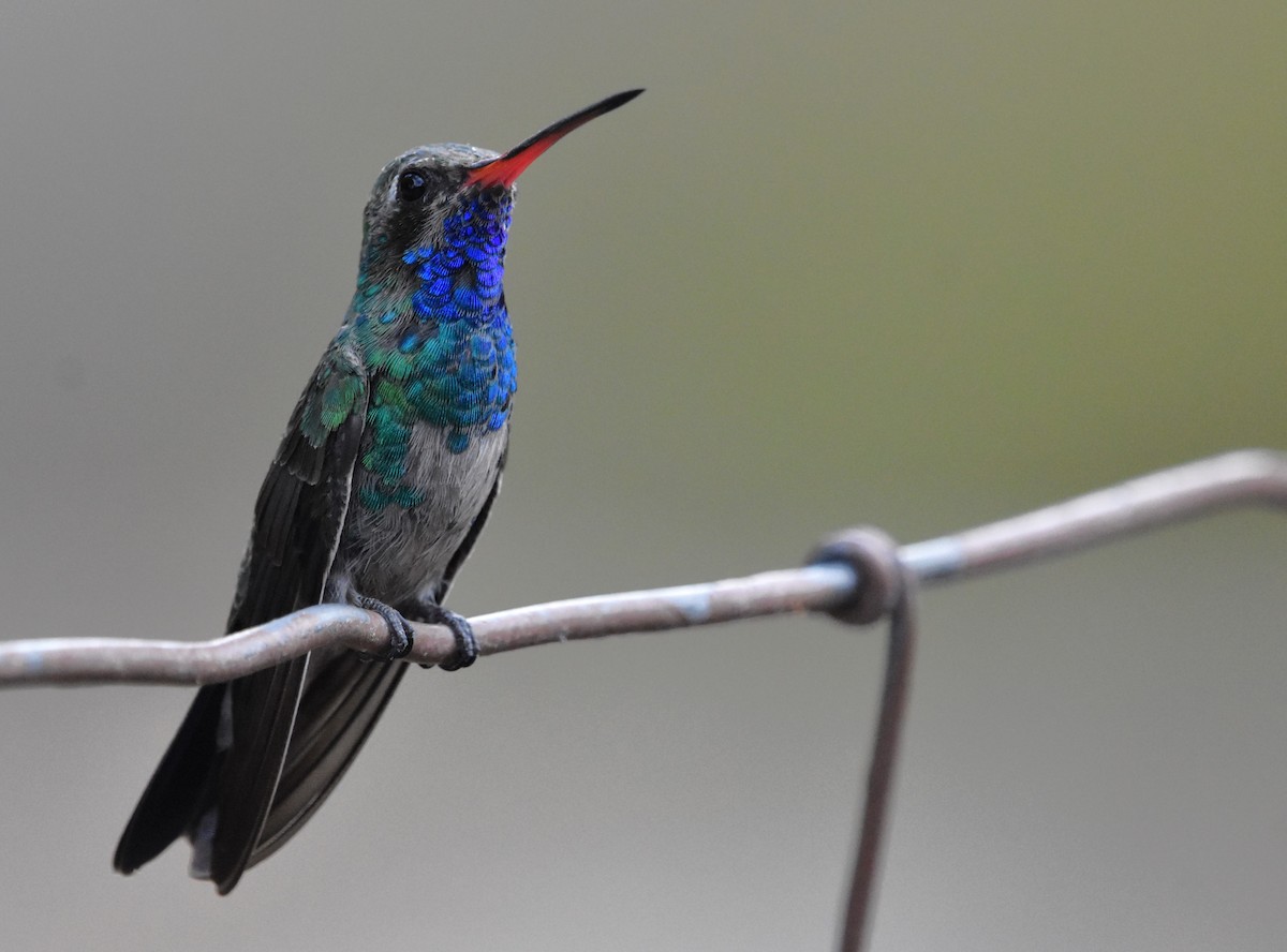 Broad-billed Hummingbird - David Coalson