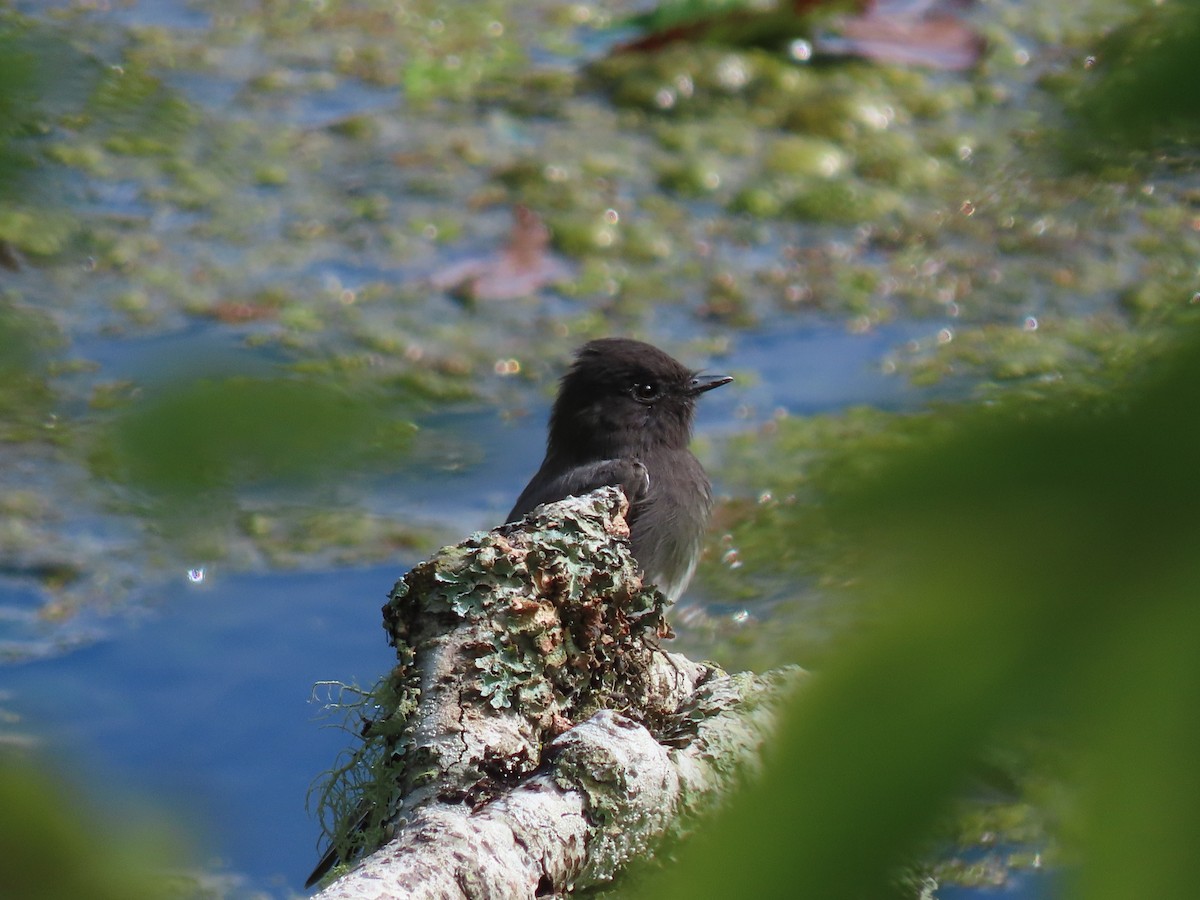 Black Phoebe - ML623861385