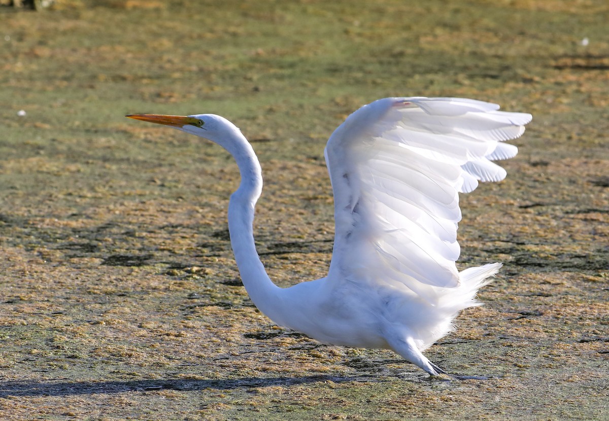 Great Egret - ML623861402